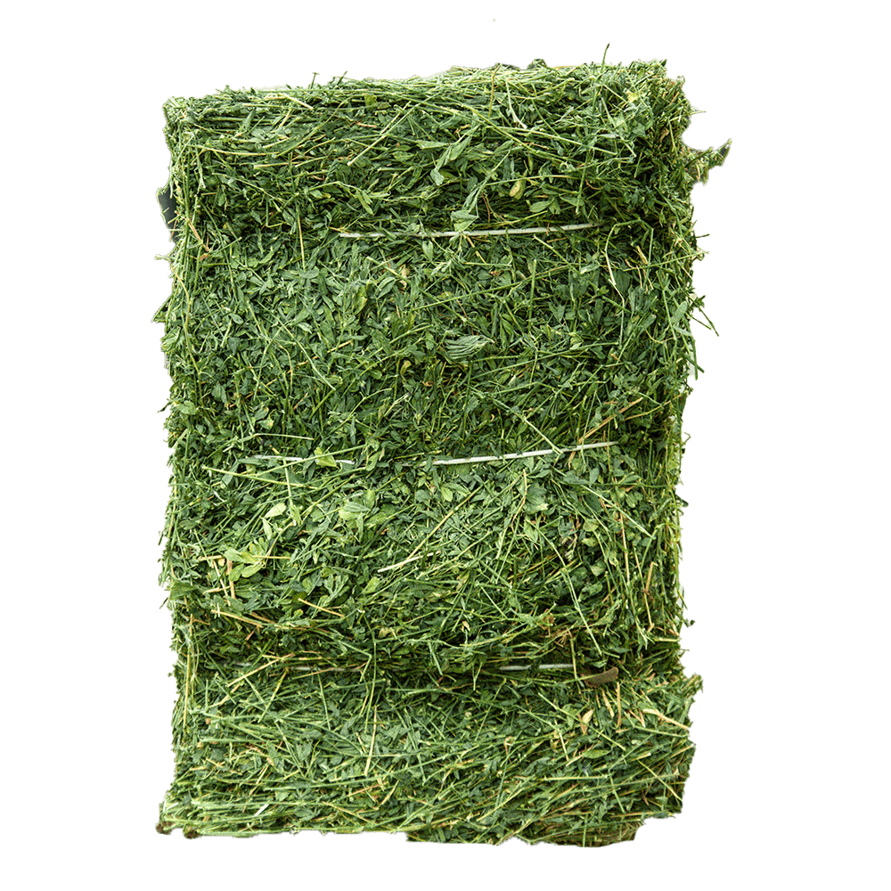American alfalfa - Jet