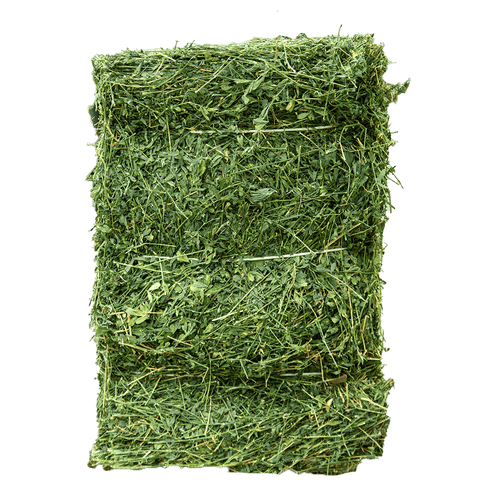 American alfalfa - Jet
